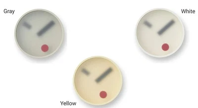 Lemnos Analog Wall Clock KEHAI KM22-01 White  Japan  Available in 3 colors - Image 1 of 4