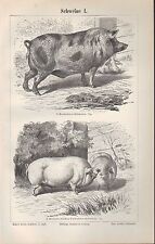 Lithografie 1896: Schweine I/II. Berkshire-Schwein Japanisches Maskenschwein 