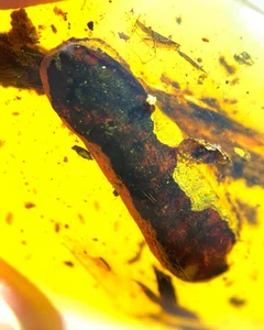 Cretaceous Fossil Burmese amber burmite unknown insect amber Fossil Myanmar - Picture 1 of 7