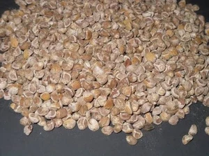 hawain baby woodrose seeds - Picture 1 of 2