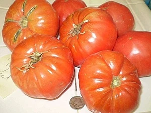 Franks großes rotes Erbstück Tomatensamen gentechnikfrei offen bestäubt EINE MEINER BESTEN! - Bild 1 von 12