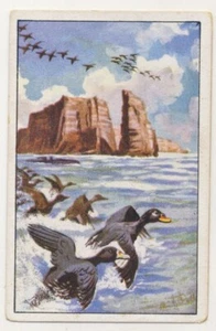 WINTERJAGD NORDISCHE ENTEN  DUCKS CANARDS JAGD FANG IMAGE CARD 1930's - Picture 1 of 2