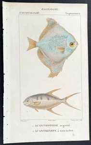 Turpin 1816 Antique hand-colored print: Silver moonyfish , sea life, fish - Picture 1 of 2