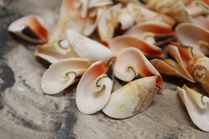 25-LUHUANUS,LILY CUTS,Flower Petal Seashells,Upscale Shell Craft,Beach Art,CS-56 - Picture 1 of 18