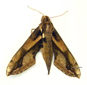 Unmounted Butterfly/Sphingidae - Xylophanes ceratomioides, FEMALE, Bolivia - Imagen 1 de 2