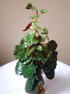 12" Md CREEPING CHARLIE Bush Green & Burgundy silk leaves, Goldfish & Betta-safe - Picture 1 of 3