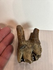 Fine Authentic Woolly Rhino Tooth With Root (Coelodonta antiquitatis) Siberia#3