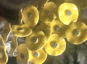 Five (5) Polish 15" Long Stem Yellow Flowers with Green Pistils Made in Poland - Picture 1 of 8