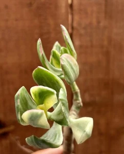 4” Crassula Ovata Variegated Tricolor Bonsai Tree - Picture 1 of 4