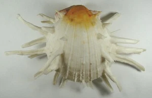 SPONDYLUS AMERICANUS 184mm RARE GIANT SPECIMEN West Palm Beach, Florida - Picture 1 of 2