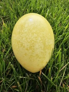 1x Rhea Egg Blown and cleaned. For arts and crafts, decorating easter etc - Picture 1 of 3
