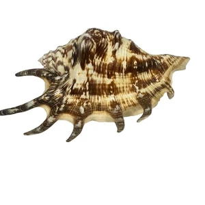 Lambis Skorpion Spinne Muschel Muschel 9,5" dekorativer Küstenhaus Akzent - Bild 1 von 7