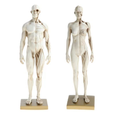 11.8'' Male/Female Anatomy Figure Anatomical Reference for Medical School Lab