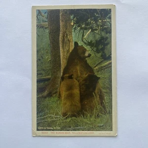 Woman Bear,Yellowstone National Park Weaning Cubs PostcardVTG UNP c 1910 - Picture 1 of 2