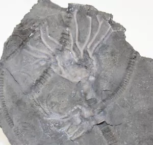Crinoide, Glyptocrinus ramulosus, Ordovizium, Brechin, Ontario, Kanada -a33 - Bild 1 von 5
