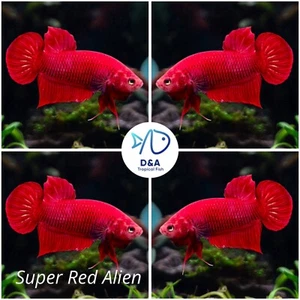 1 Male -Live Betta Fish High Quality Wild Betta Alien Copper - USA Seller - Picture 1 of 2