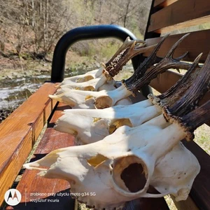 One Roe Deer Roebuck Deer Skull With Antlers Home Decor Taxidermy Anatomy  - Picture 1 of 6