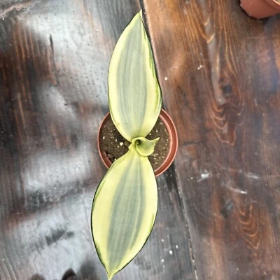 Snake Plant - Sanservieria Trifasciata ‘Ghost’  Rare- Exact Plant - 4” Pot - “B” - Image 1 of 4