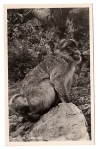 Vintage Postcard Photo Gibraltar Rock Ape Rex" Tobacconist 224 Main Street Photo - Picture 1 of 2