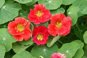 Nasturtium - Cherry Rose, 50 Seeds Per Packet, Non-GMO - Picture 1 of 1