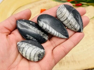 Orthoceras Kopffüßer fossiler Cabochon, Orthoceras fossiler Kristall - Bild 1 von 5