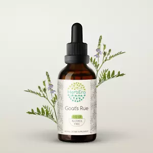 HerbEra Goat's Rue Alcohol-FREE Tincture, Organic (Galega officinalis) - Picture 1 of 23