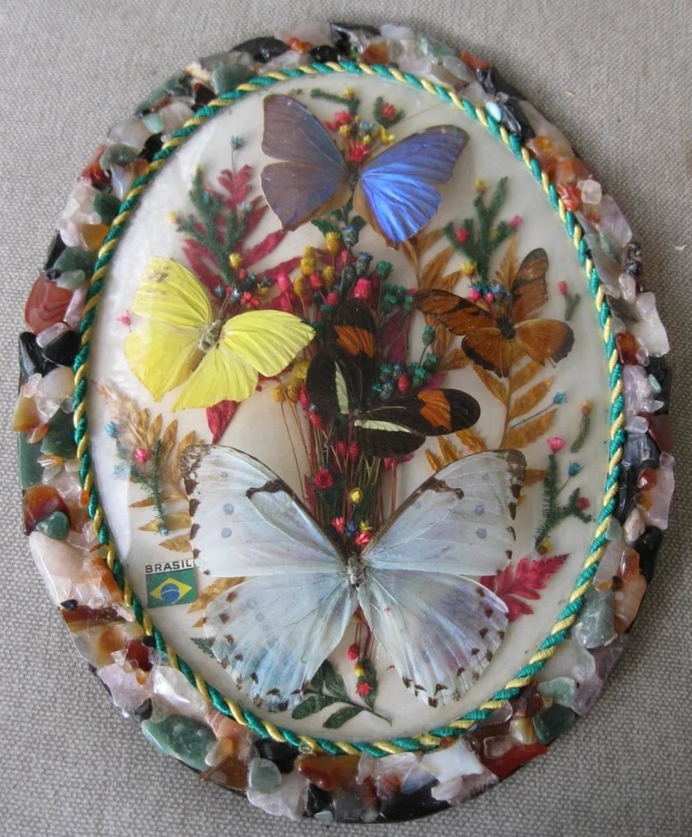 蝴蝶标本剥制收藏品| eBay