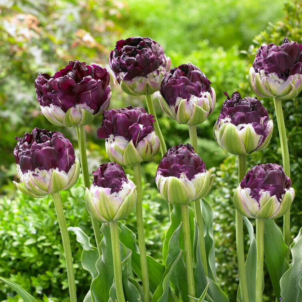 Easy to Grow Tulip Wow 10 Plant Bulbs, Spring Flowers Double Group Zones 3-8 - Image 1 of 2