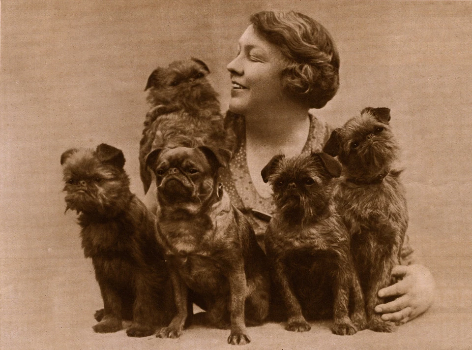 TARJETA DE NOTA DE SALUDO DE PERRO ENCANTADOR DE GASA DE BRUSELAS DAMA CON CINCO PERROS Foto 1 de 1