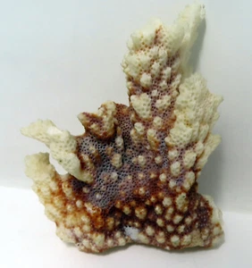 Vintage White Coral Bush Ornamental Display  Piece - Picture 1 of 3