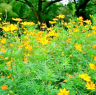 Cosmos Schwefel orange Farbe Blumen 250 lebende Samen Sonnenblume Familie