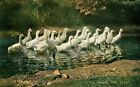 1907 Postcard Did Anyone Say Eels ? Flock Of Geese In Stream Looking For Food