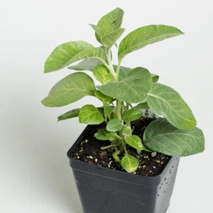 TOBACCO Nicotiana Tabacum  LIVE PLANT 8+ INCHES - Picture 1 of 4