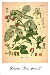 Lampone Vintage Botanica Illustrazione Floreale Poster Arte 20x30 - Foto 1 di 1