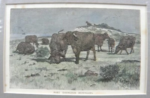 100 Year Old Australian Print - Port Essington Buffaloes - F.P. Mahony c.1886 - Picture 1 of 8