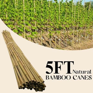 5FT LARGE BAMBOO CANES HEAVY DUTY THICK STRONG GARDEN PLANT SUPPORTS STAKES POLE - Picture 1 of 36