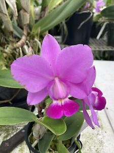 Cattleya walkeriana AM X AM Fragrant Purple Orchid Species 4” BIG PLANT