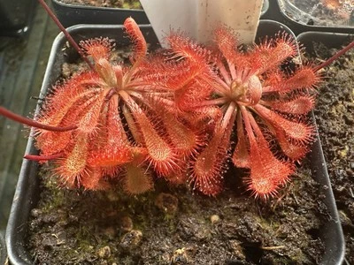 Drosera spatulata (Formosa, Taiwán) plantas carnívoras semillas de rocío solar 50+ por pedido Foto 1 de 2