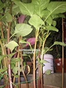 Dugi - Data Denga Amaranth Callaloo Bangladeshi Indian Vegetable Seeds - 2 GRAM - Picture 1 of 2