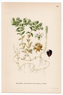1926 Lindman Botanical Flower Print, Sea Sandwort, Seaside Sandplant Foto 1 de 3