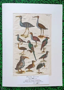 XVII ème Jonston & Merian Superbe Gravure Ara Tamaris Cariama Planche 59 - 1657 - Picture 1 of 1