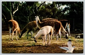 Postcard South American Llamas Grazing San Francisco Zoo California Lama glama - Picture 1 of 2