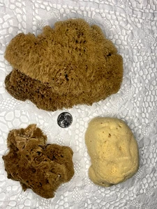 Menge 3 NATÜRLICHER ECHTER SCHWAMM HANDWERK KUNST SCHÖNHEIT GROSS 6-1/2" KERAMIK SCHÖNHEIT EITELKEIT - Bild 1 von 9