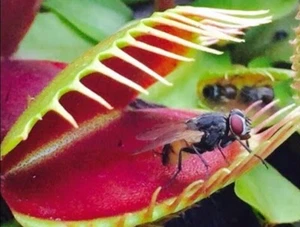 100 Seeds - Carnivorous Plants - D.Muscipula (Venus Fly Trap) - IN Stock - Picture 1 of 7