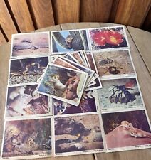 Vintage Weeties Walt Disneys The Living Desert Swap Cards Lot X23 Cards