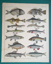 FISHES Carp Marena Perch Whitefish Grouper Salmon - 1843 COLOR Print by Oken