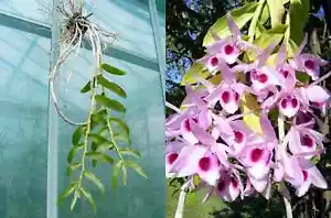 Dendrobium anosmum , orchidée, Orchid, - Imagen 1 de 1