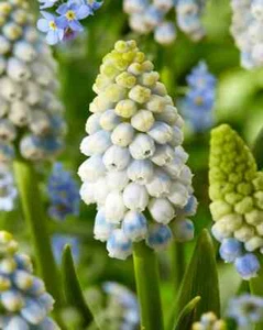 Muscari alaska (Grape Hyacinth) - 10 bulbs - Picture 1 of 4