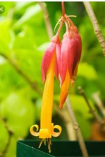 Deppea Splendens 5 semi Pianta rara