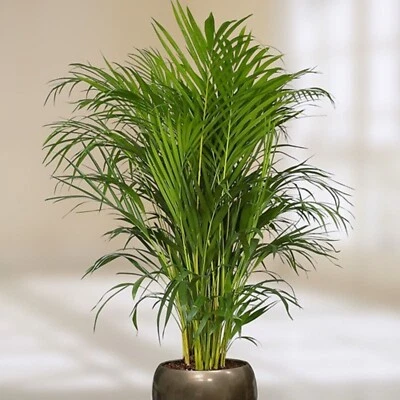 Areca Butterfly Palm Tree Seeds - Dypsis lutescens Indoor Houseplant - 5,10,15 - Image 1 of 4